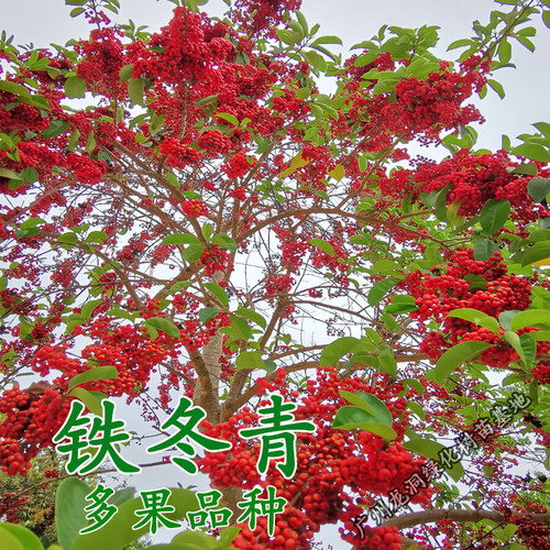 红果冬青苗白银香苗常绿庭院耐寒