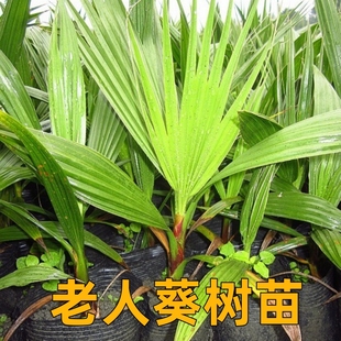 老人葵树苗华盛顿葵八面来风棕榈树四季常青庭院热带风格别墅绿化