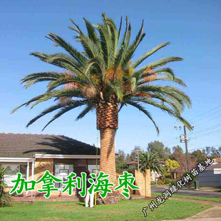 非洲加拿利海枣树苗常绿耐寒高档行道绿化景观棕榈树加那利海藻苗