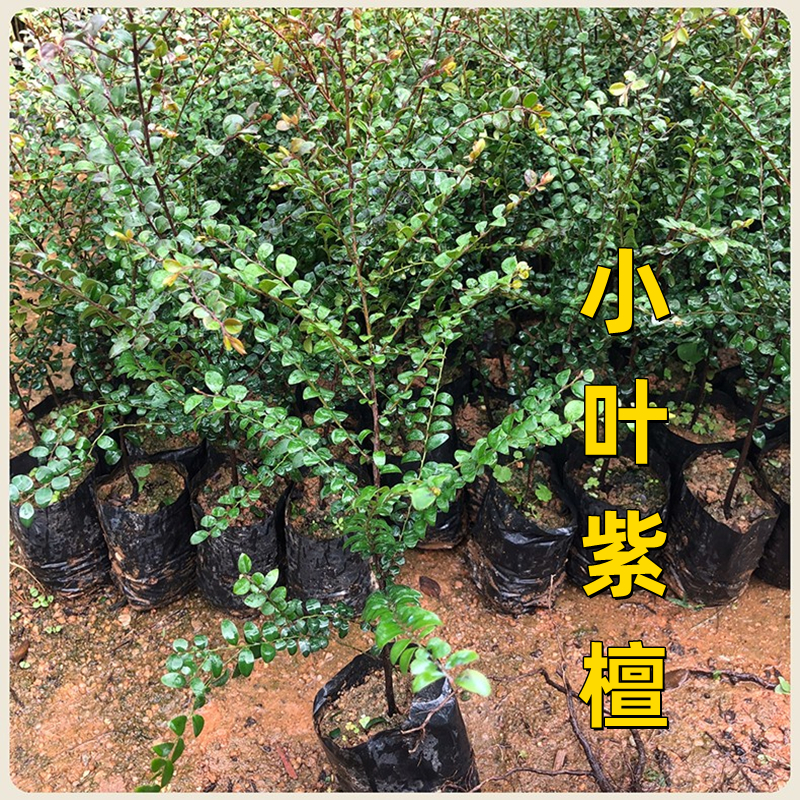 小叶紫檀树苗名贵苗木 正宗细叶紫檀树苗盆栽四季常青观赏植物 鲜花速递/花卉仿真/绿植园艺 绿植 原图主图