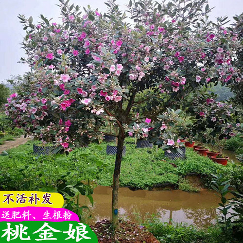 桃金娘开花山捻子岗捻盆栽