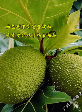 面包树盆栽网红客厅绿植