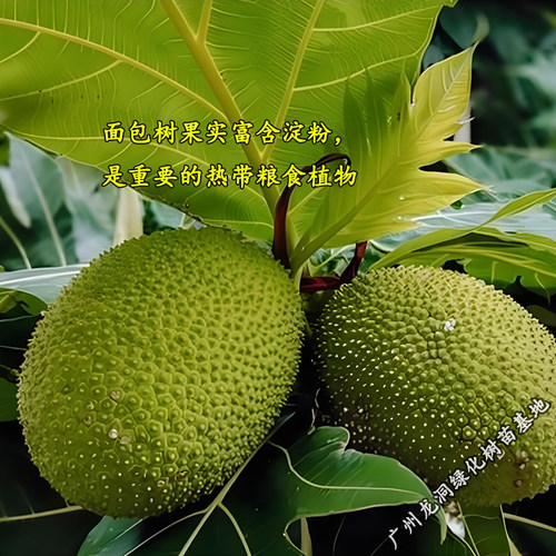 面包树盆栽网红客厅绿植