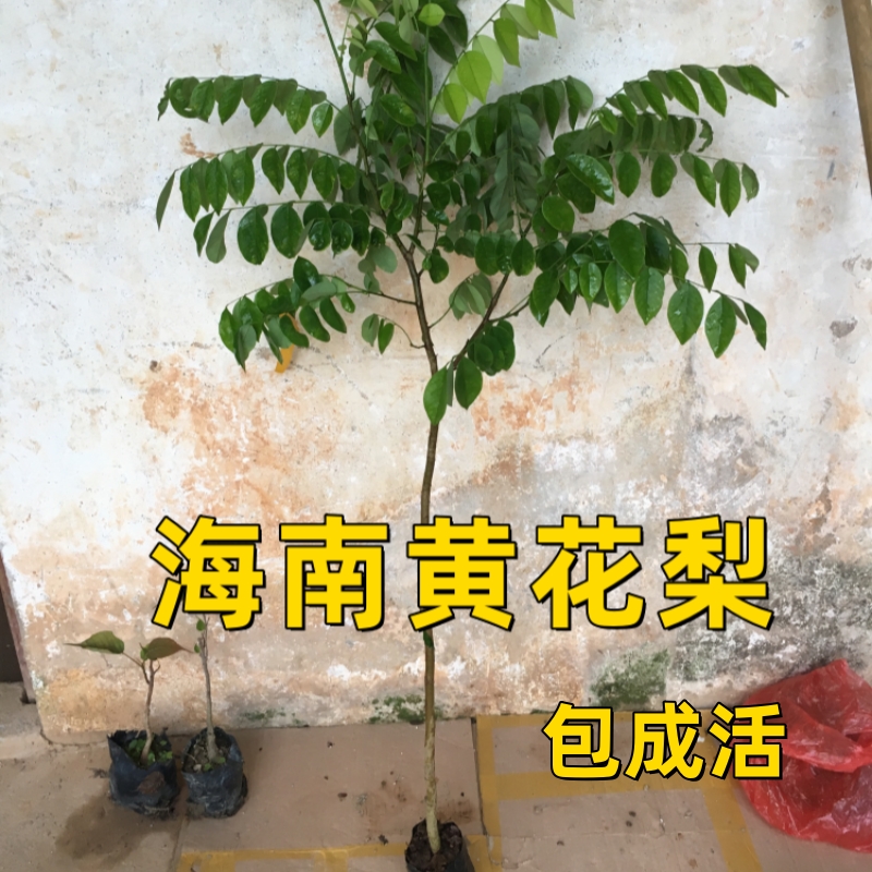 黄花梨树苗常绿珍贵植物降香黄檀