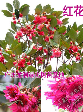 香港红花荷寒庭红苞木