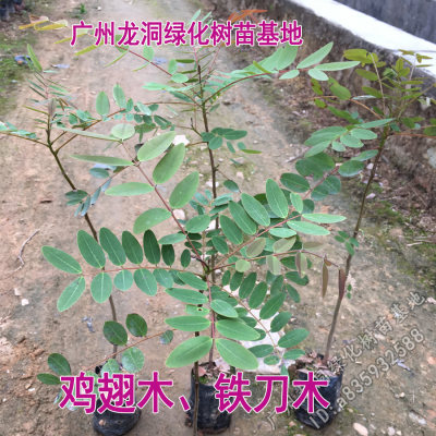 黑檀树苗珍贵植物鸡翅木苗