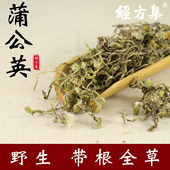 250 蒲公英中药材打蒲公英粉野生干蒲公英全草100 500g 经方集
