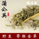 250 蒲公英中药材打蒲公英粉野生干蒲公英全草100 500g 经方集