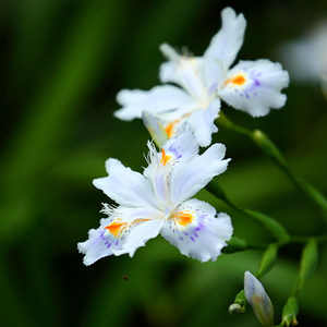 白色蓝色好养香气淡雅日本鸢尾花