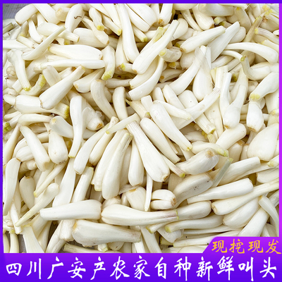 四川重庆特产藠头当季新鲜农家自种茭头现挖现发叫头教头小蒜蔬菜