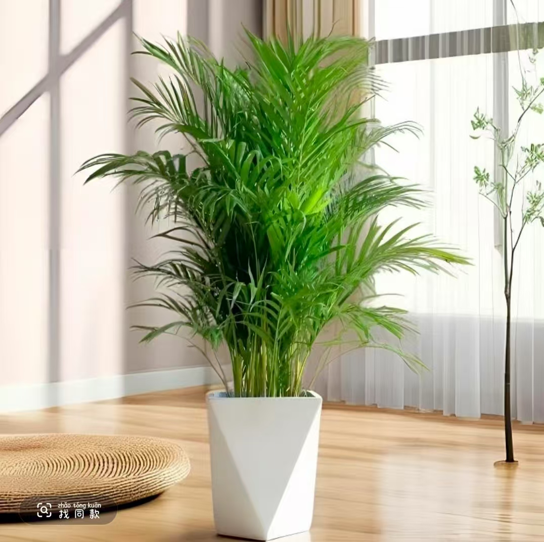 富贵椰子室内净化空气落地摆放