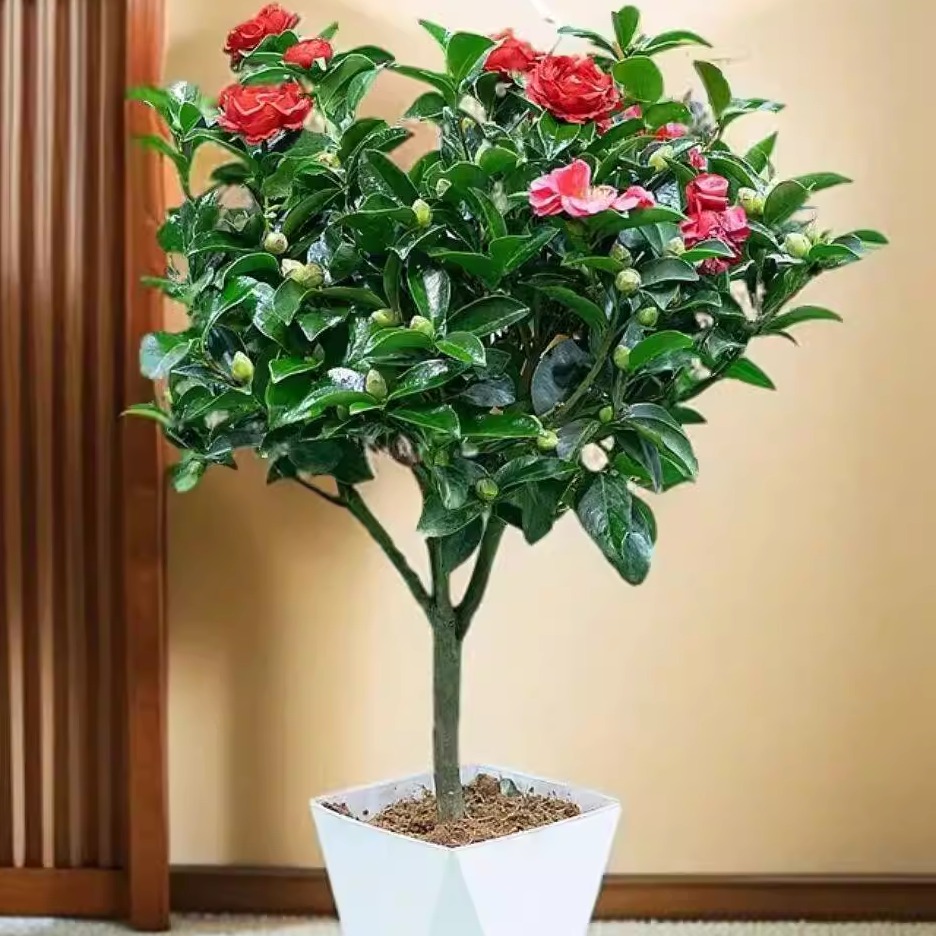 年宵花好养开花植物大型