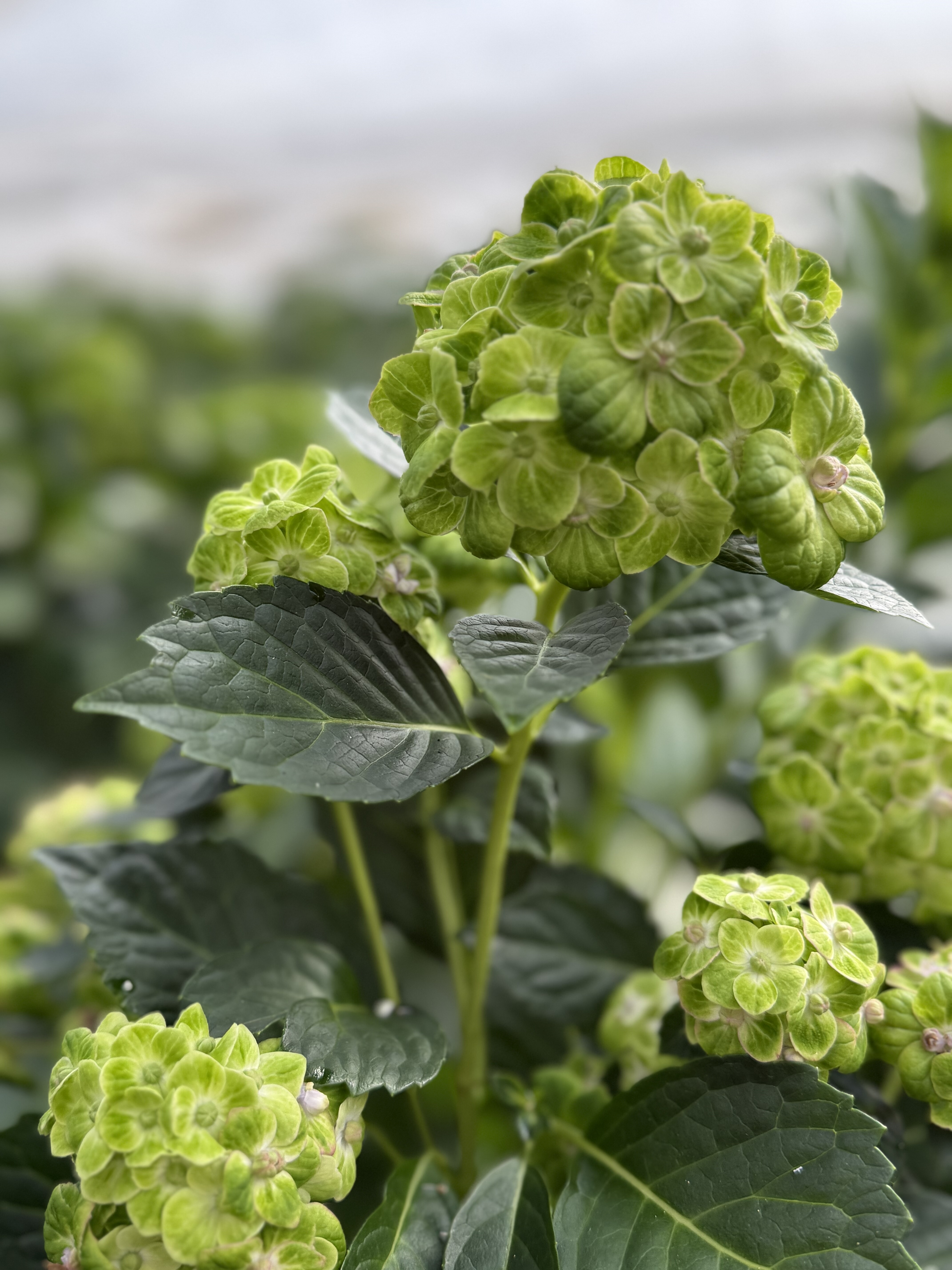 绣球鲜切花绿精灵 昆明基地直发,鲜花速递/花卉仿真/绿植园艺,绣球/木绣球/木本植物,淘宝优惠券,粉丝福利购,淘宝优惠卷