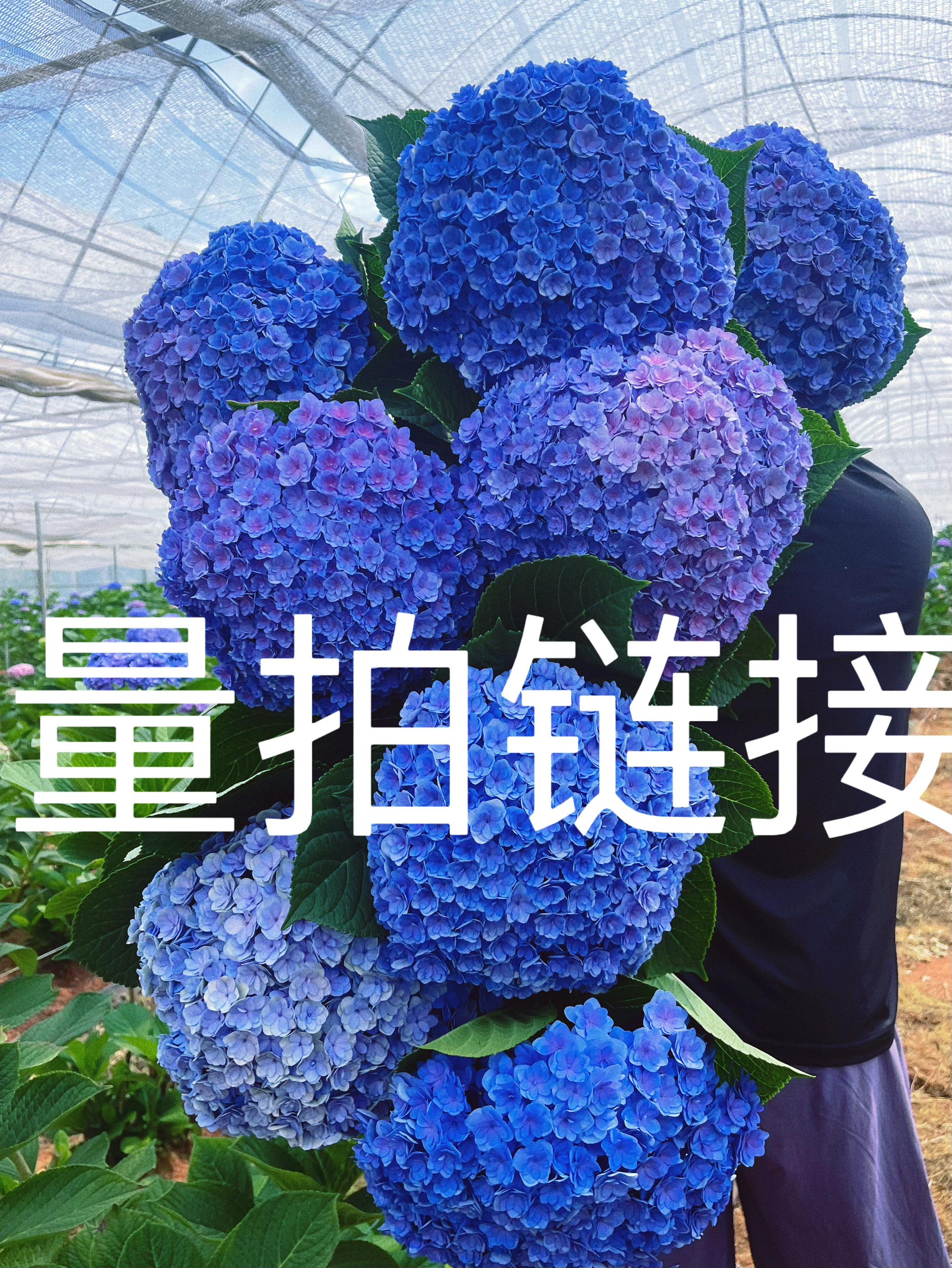 绣球切花重瓣太阳神殿 基地直发