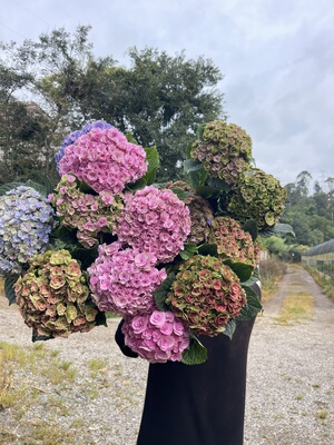 晚秋鲜切花云南基地直发