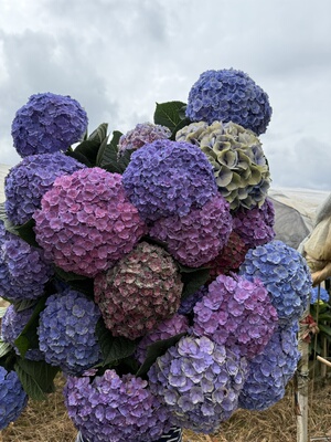 太阳神殿重瓣鲜切花3枝（花头大小搭配）