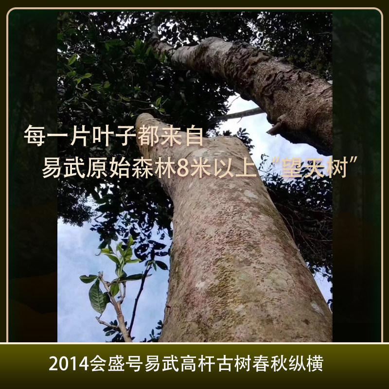 2014会盛号春秋|易武古树国有林高杆刮风寨弯弓薄荷塘百花潭茶王