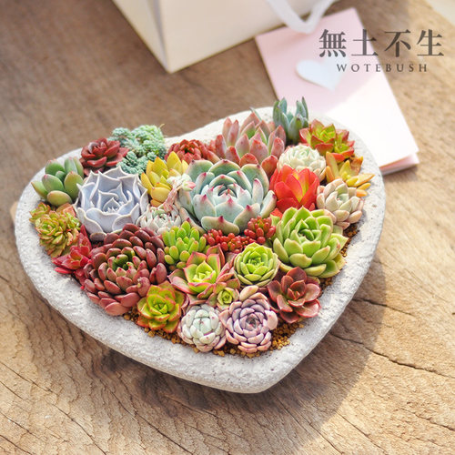 多肉植物组合盆栽创意桌面小盆栽新手好养办公桌绿植教师节礼物