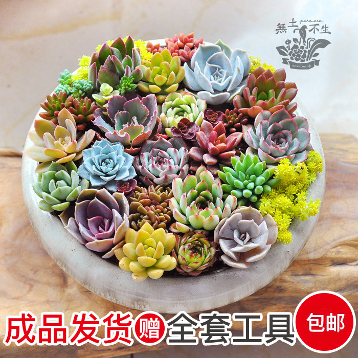 無土不生多肉组合盆栽多肉植物肉肉盆土套装成品发货教师节礼物