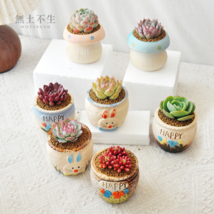 多肉植物室内小盆栽大颗懒人好养带盆种好发货办公室花卉绿植钱串