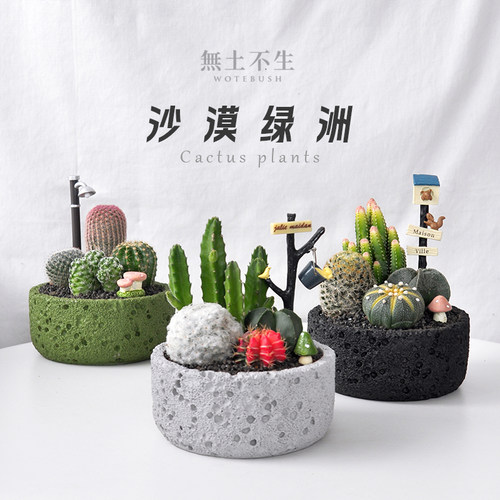 仙人掌盆栽植物多肉组合办公桌面好养仙人球绿植小盆栽女神节礼物