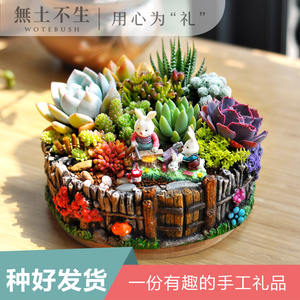 多肉植物组合小盆栽带盆套餐大颗好养女神节礼物桌面创意小盆景
