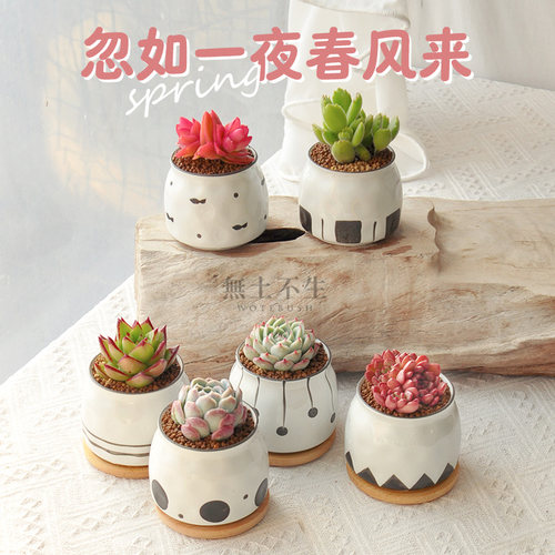 北欧风多肉小盆栽办公室绿植桌面盆栽好养阳台花卉教师节礼物包邮