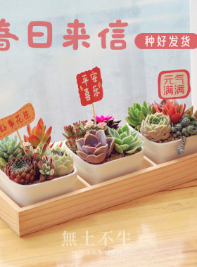 多肉小盆栽办公桌绿植肉肉植物带盆室内花卉盆栽好养女神节礼物