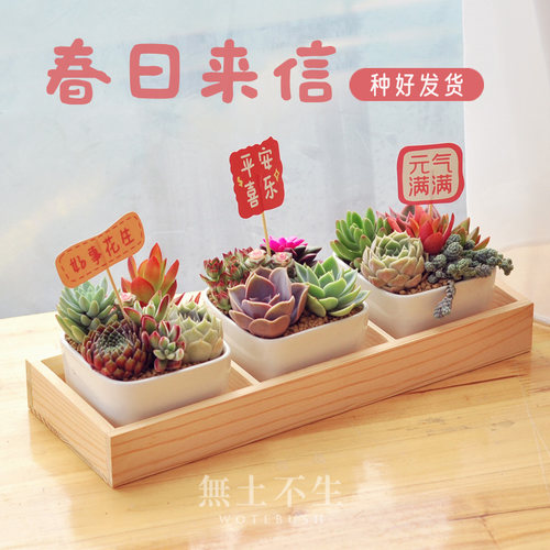 多肉小盆栽办公桌绿植肉肉植物带盆室内花卉盆栽好养女神节礼物