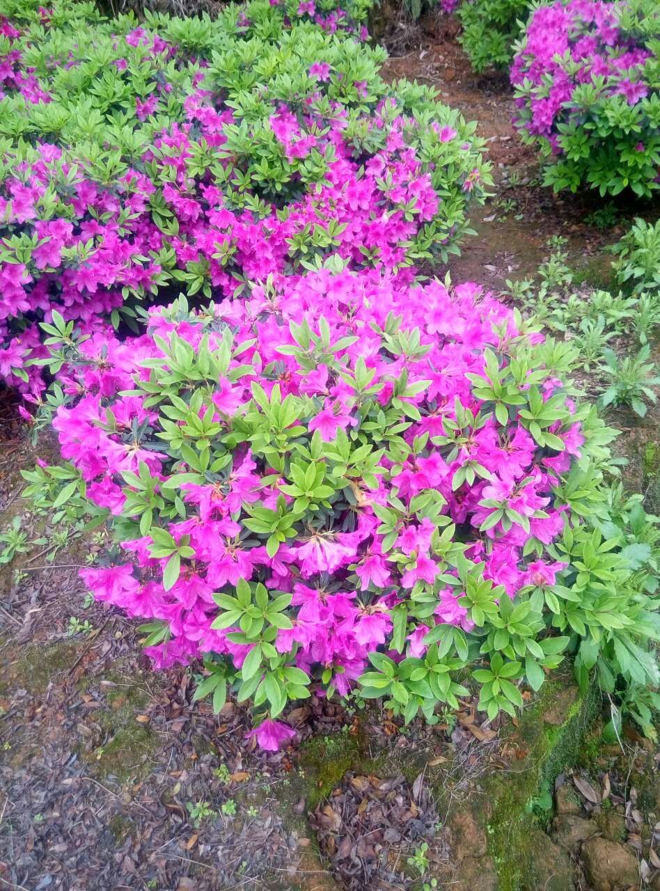 杜鹃 杜鹃花 杜鹃小苗 映山红 盆栽 杜鹃苗木 杜鹃球 量大包邮