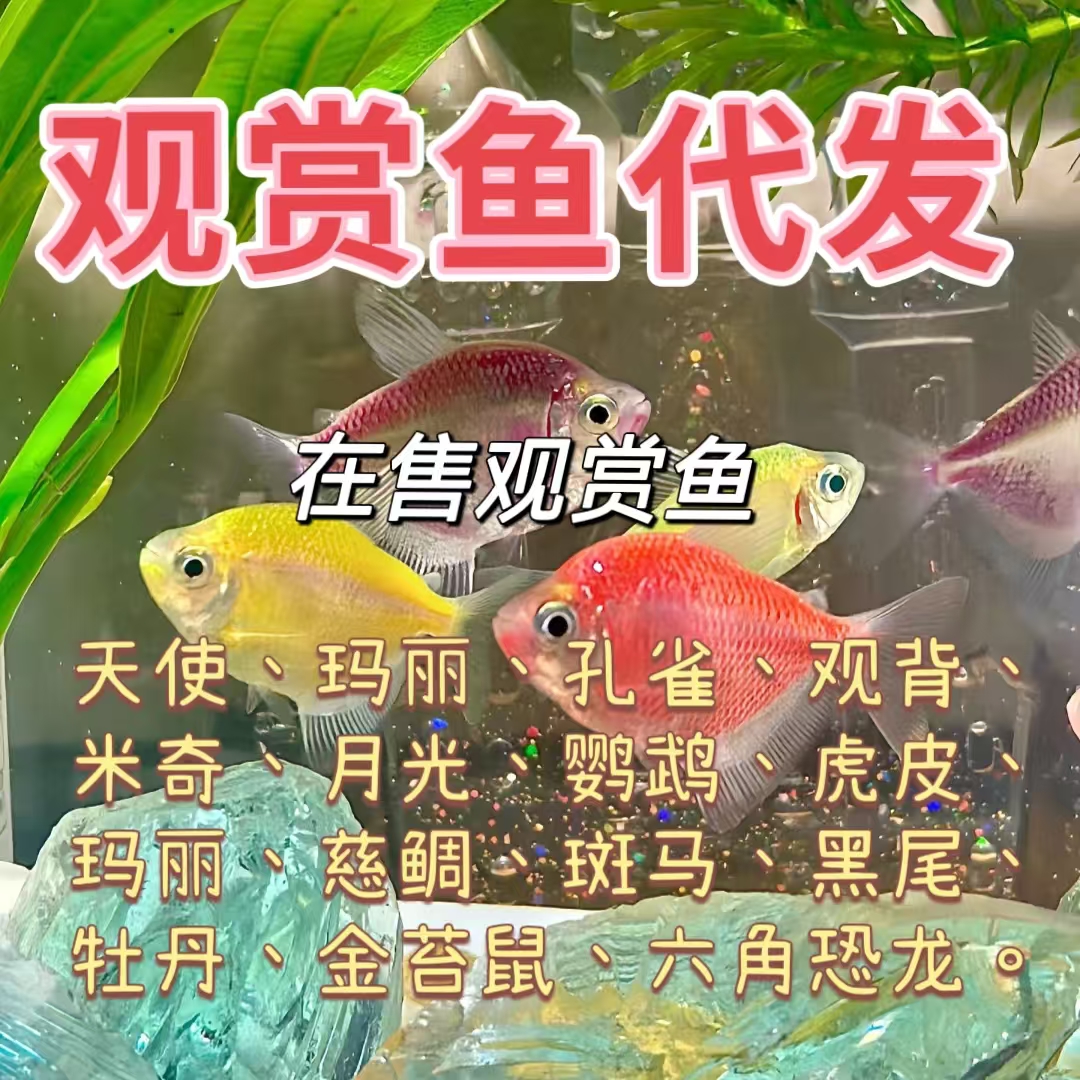 金苔鼠杜丹鱼随机热带鱼淡水鱼