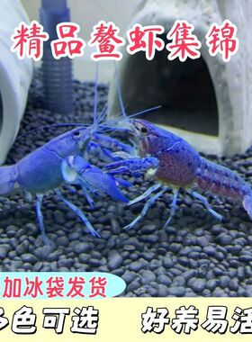 三色观赏虾鳌虾淡水族耐宠物红白蓝色