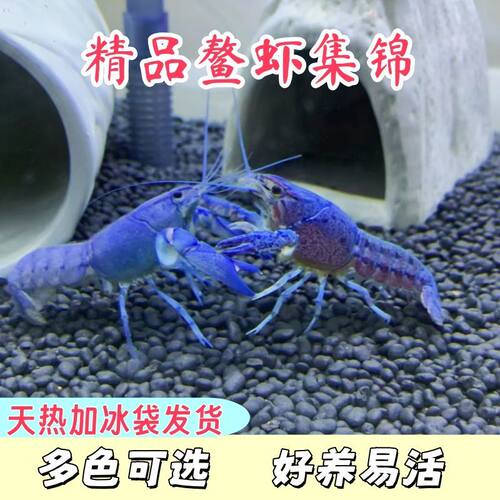 三色观赏虾鳌虾淡水族耐宠物红白蓝色