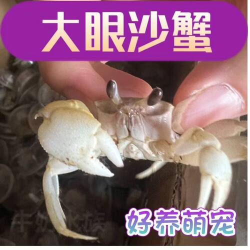 沙蟹可爱大眼沙蟹中华桌面萌
