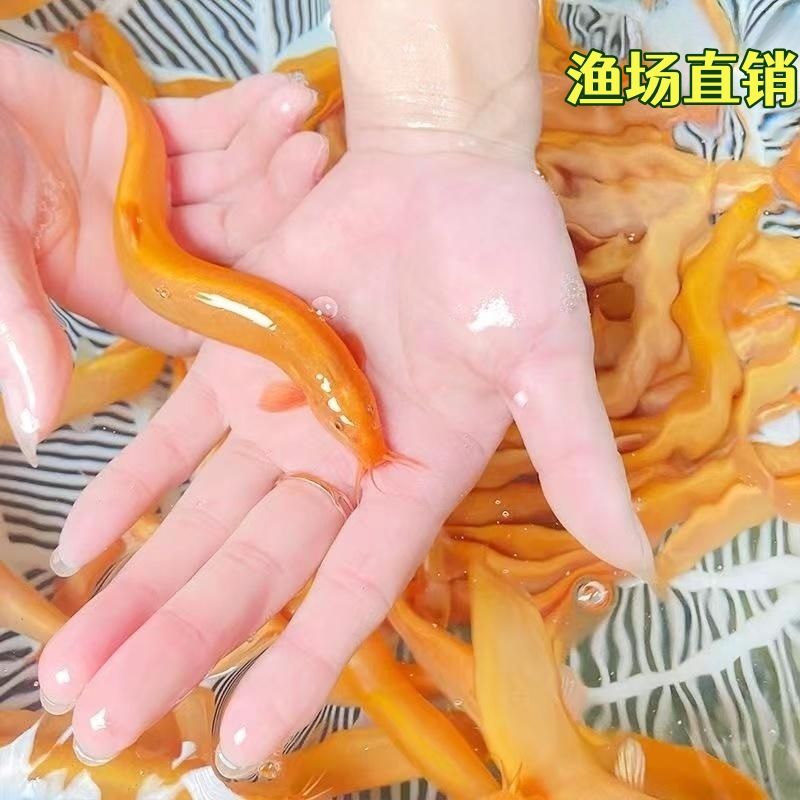 黄金鳅冷水鱼观赏鱼鳅苗清道夫