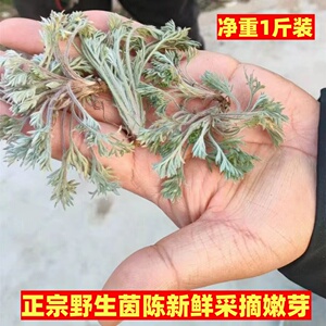 现货2025年现挖新鲜茵陈正月白蒿野生绵茵陈山野菜天然茵陈不带根