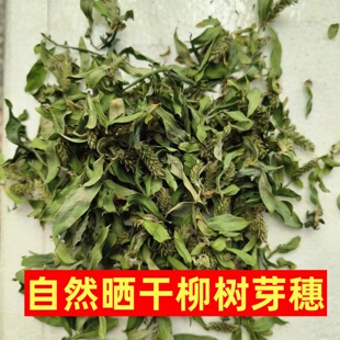 现货自然晒干柳树芽柳絮2026早春农家现摘柳芽菜野菜春季头茬柳芽