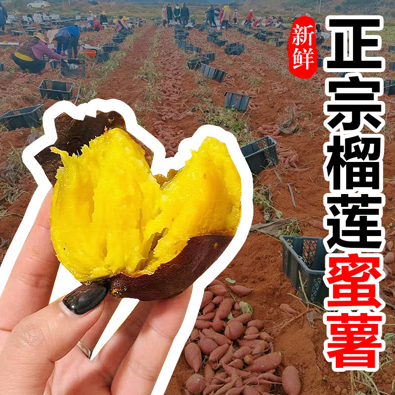 云南榴莲蜜薯软糯香甜自然糖化