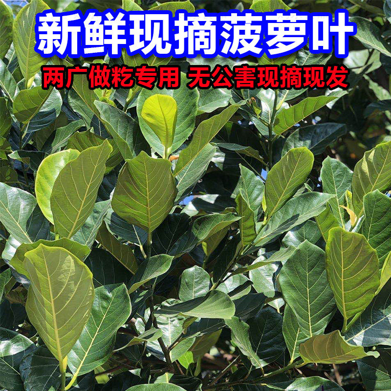 新鲜菠萝叶广东茂名现摘直发