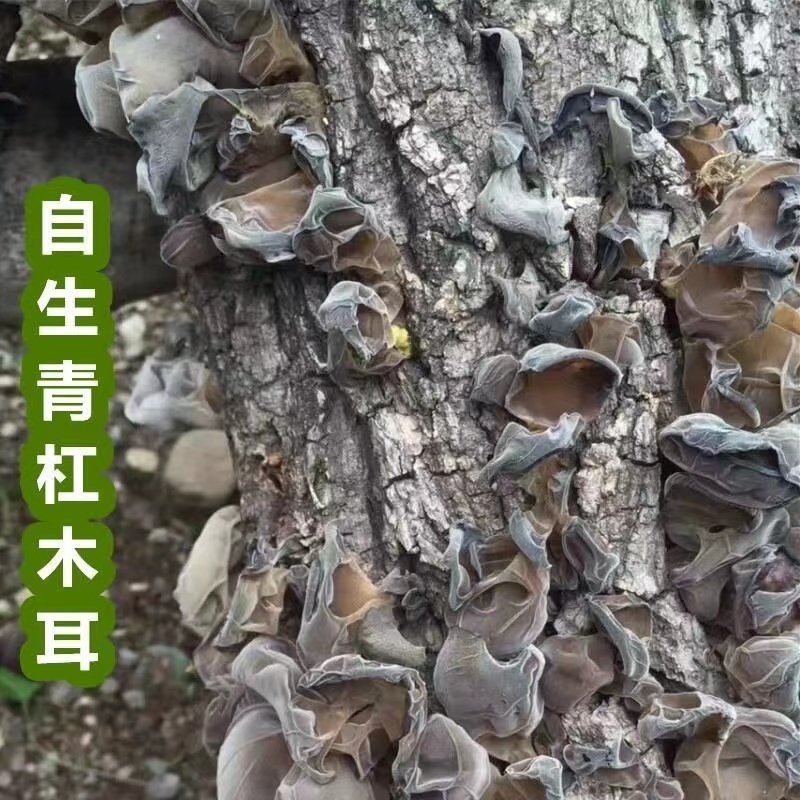糯木耳椴木木耳深山青杠木耳黑木耳干货 干木耳净重250g/500g,粮油调味/速食/干货/烘焙,黑木耳,淘宝优惠券,粉丝福利购,淘宝优惠卷
