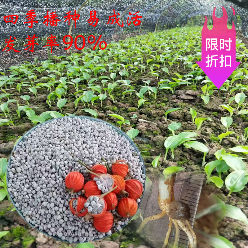 种苗云南500克香砂仁