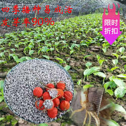 【1斤】 高产砂仁籽种 云南香砂籽种 一斤约1万粒发芽率80%
