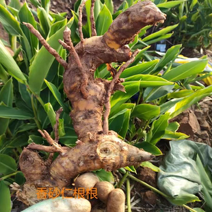 【4斤】新鲜现挖 砂仁树根 清炖煲汤 火锅卤肉 美食亦可移栽 香料