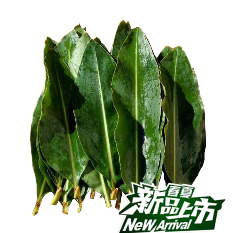 【100张】砂仁香叶猪儿粑叶 糕叶粽叶铺垫 卤料调料火锅底料鲜叶