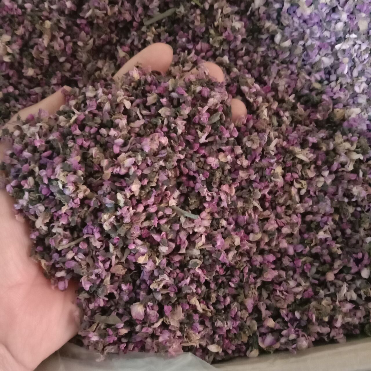 中药材紫荆花新品紫荆花山紫荆花干紫金花红荆花当年年紫荆花100g