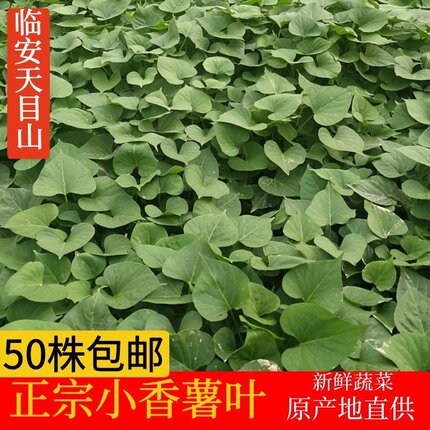 临安天目山小香薯叶红薯藤新鲜蔬菜地瓜番薯杆红苕苗尖山芋