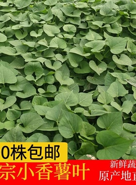 临安天目山小香薯叶红薯藤新鲜蔬菜地瓜叶板栗番薯尖苗红苕山芋