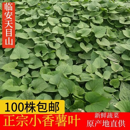 临安天目山小香薯叶红薯藤新鲜蔬菜地瓜叶板栗番薯尖苗红苕山芋