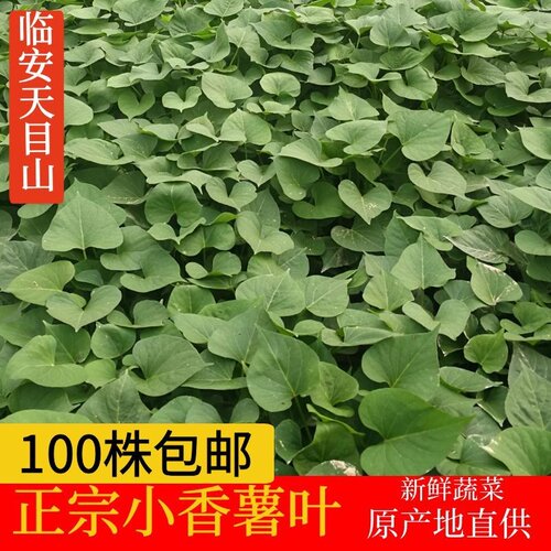 临安小香秧苗种植地瓜山芋红薯藤