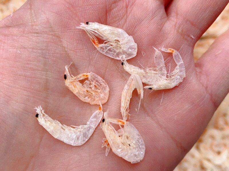鲜活福建淡水即食虾米